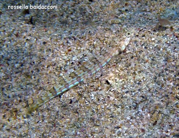 Synodus saurus - Pesce lucertola
